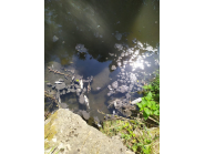 Получен сигнал за наличието на  умряла риба в река Дряновска