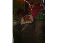 Коледна украса 2