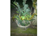 Коледна украса 5