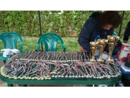 На Цветница, над 250 състезатели по спортно ориентиране се бориха за Купа 