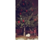 Грейна коледната елха в Дряново