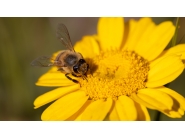 Уведомителнo писмо