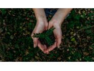 Община Дряново засажда 500 нови дръвчета