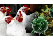 Птичи грип 1
